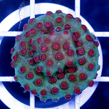 USA Cultured Cyphastrea Frag