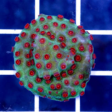 USA Cultured Cyphastrea Frag