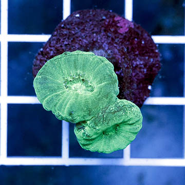 USA Cultured Neon Green Candy Cane Coral