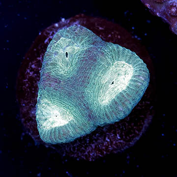USA Cultured Goniastrea Coral