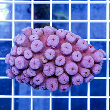 Tube Coral, Pink