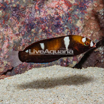 Formosa Wrasse Juvenile 