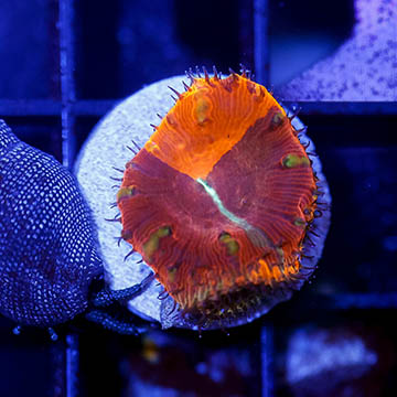 USA Cultured Blastomussa Coral