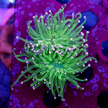 USA Cultured Torch Coral