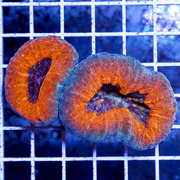 Lobophyllia Coral