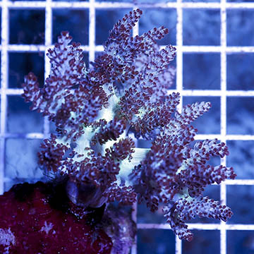 Pineapple Tree Coral