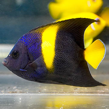 Asfur Angelfish
