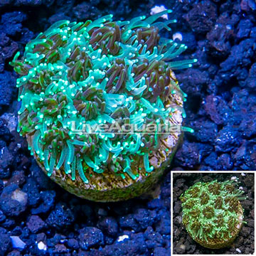 LiveAquaria® Cultured Galaxea Coral