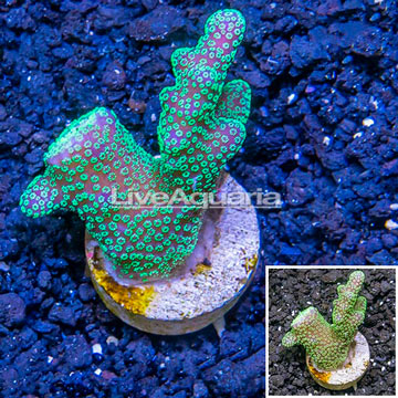 LiveAquaria® Cultured Stylophora Coral 