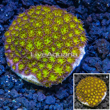 LiveAquaria® Cultured Leptastrea coral