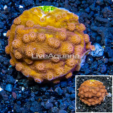 LiveAquaria® Cultured Cyphastrea Frag