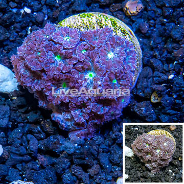 LiveAquaria® Cultured Blastomussa Coral (24 Heads) 