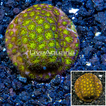 LiveAquaria® Cultured Leptastrea coral