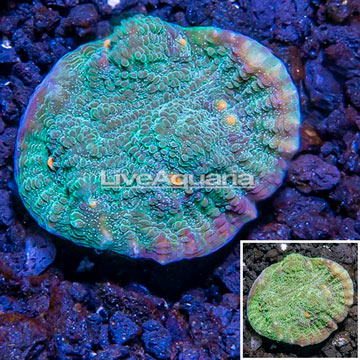 LiveAquaria® Cultured Ultra Chalice Coral