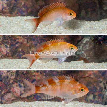 Carberryi Anthias, Trio