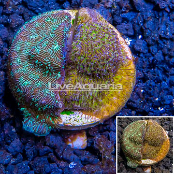 LiveAquaria® Cultured Leptoseris Coral