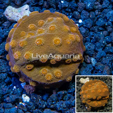 LiveAquaria® Cultured Cyphastrea Frag