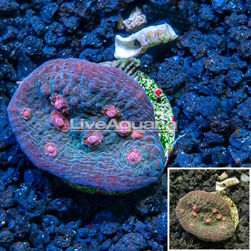 LiveAquaria® Cultured Ultra Chalice Coral