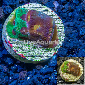 LiveAquaria® Cultured Favia Coral 