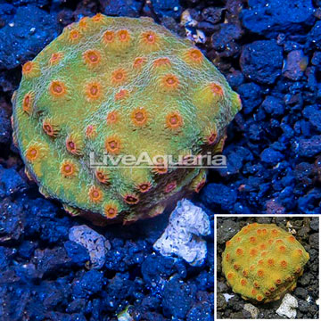 LiveAquaria® Cultured Cyphastrea Frag