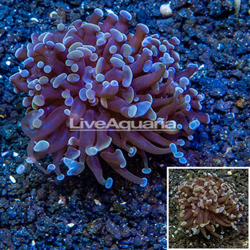 LiveAquaria® Cultured Hammer Coral