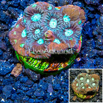 LiveAquaria® Cultured War Coral 