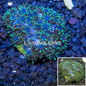 LiveAquaria® Cultured Sympodium Coral 