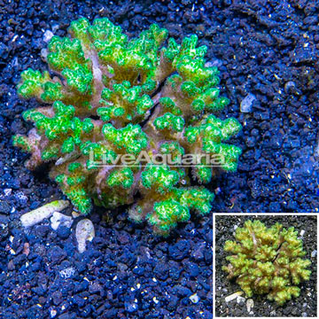 Green Pocillopora Coral Indonesia