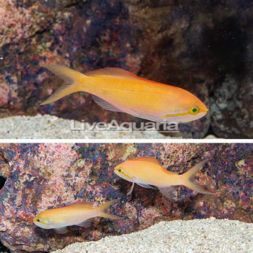 Carberryi Anthias