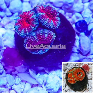 USA Cultured Acan Lord Coral