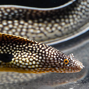 West African Dragon Moray Eel, 21