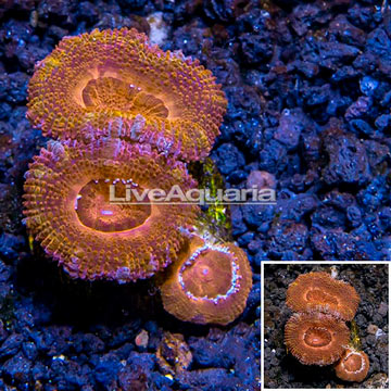 LiveAquaria® Cultured Acan Lord Coral