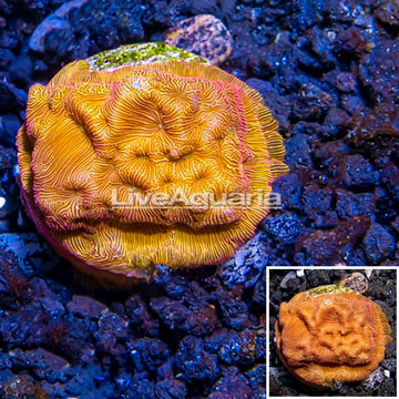 LiveAquaria® Cultured Leptoseris Coral