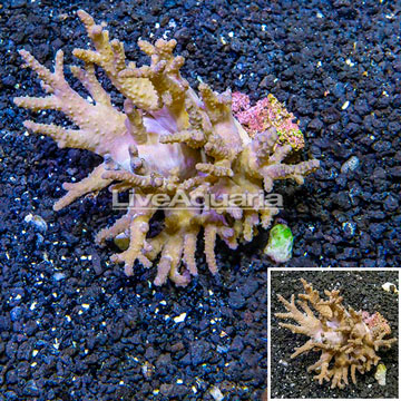 Sinularia Leather Coral Fiji