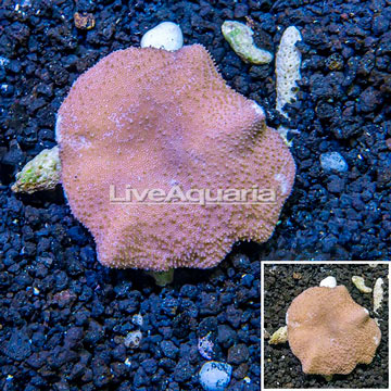 Toadstool Leather Coral Vietnam