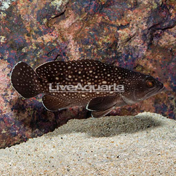 Starry Grouper