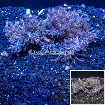 Xenia Coral Indonesia