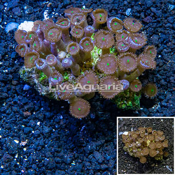 Zoanthus Coral Vietnam