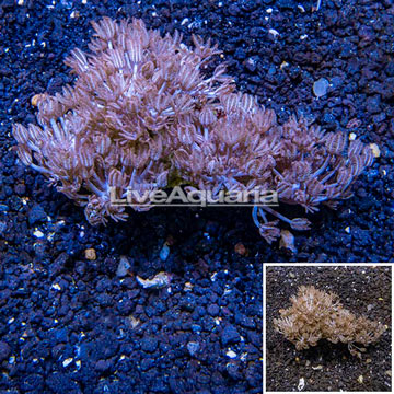 Xenia Coral Indonesia