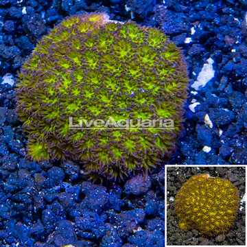 LiveAquaria® Cultured Leptastrea Coral