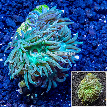 LiveAquaria® Cultured Duncan Coral