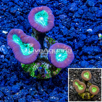 LiveAquaria® Cultured Candy Cane Coral 