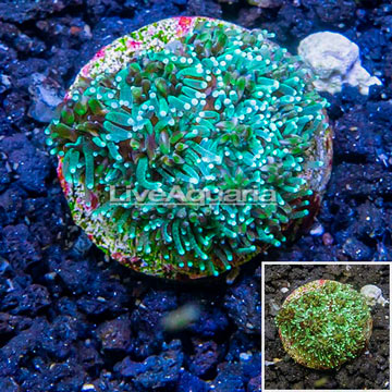 LiveAquaria® Cultured Galaxea Coral