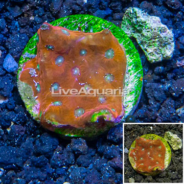 LiveAquaria® Cultured Favia Coral