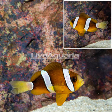 Clarkii Clownfish