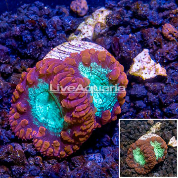 LiveAquaria® Cultured Blastomussa Coral 