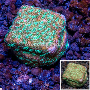 LiveAquaria® Cultured Leptoseris Coral