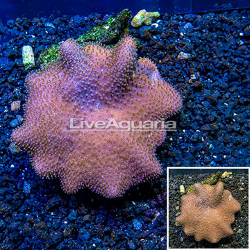 Toadstool Leather Coral Vietnam