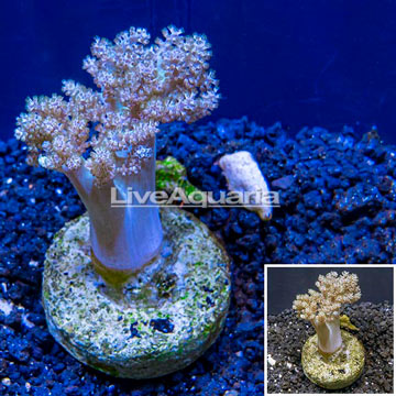 Pineapple Tree Coral Indonesia