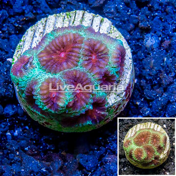 LiveAquaria® Cultured Favia Coral